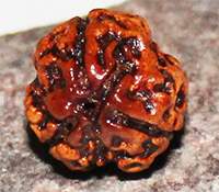 Three mukhi 2- 18mm